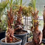 Mexická palma (Washingtonia robusta) – výška 200-220 cm, výška kmeňa 80-90 cm, kont. C50L (-4°C) 
